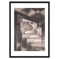 Evolving | Sepia