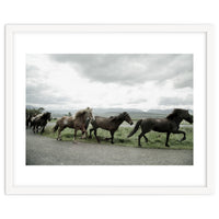 Running horses - Iceland