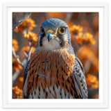 Close Up Of A Kestrel Bird Of Prey thumbnail
