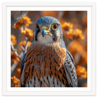 Close Up Of A Kestrel Bird Of Prey