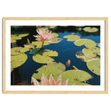 Lotus Pond | Landscape thumbnail