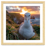 Albatross Bird On Grassy Cliff At Sunset thumbnail