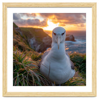 Albatross Bird On Grassy Cliff At Sunset
