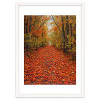 Lush Autumn Forest Path Covered