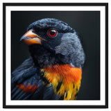 Black Bird With Red Eyes And Orange Chest Feathers thumbnail
