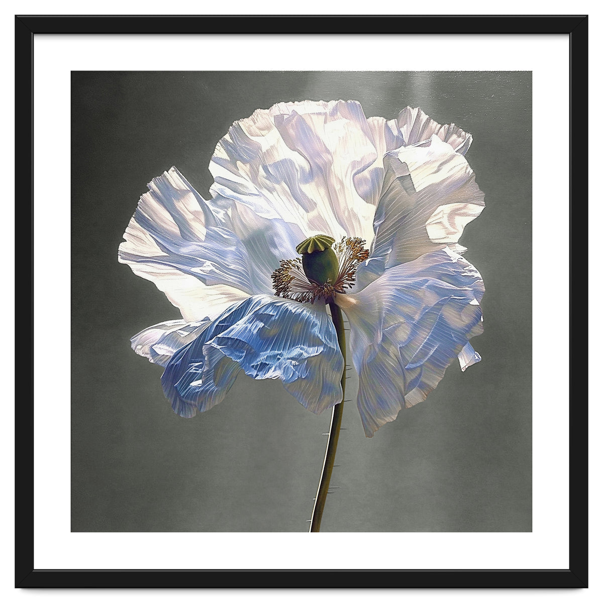 Shirley Poppy | Morning Silk