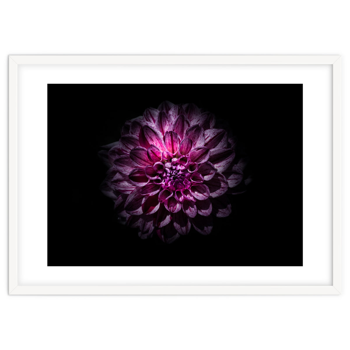 Backyard Flowers No 57 Color Version