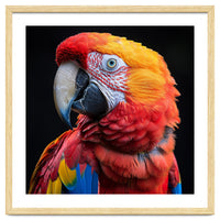 Scarlet Macaw Parrot Close Up Portrait Vivid Colors
