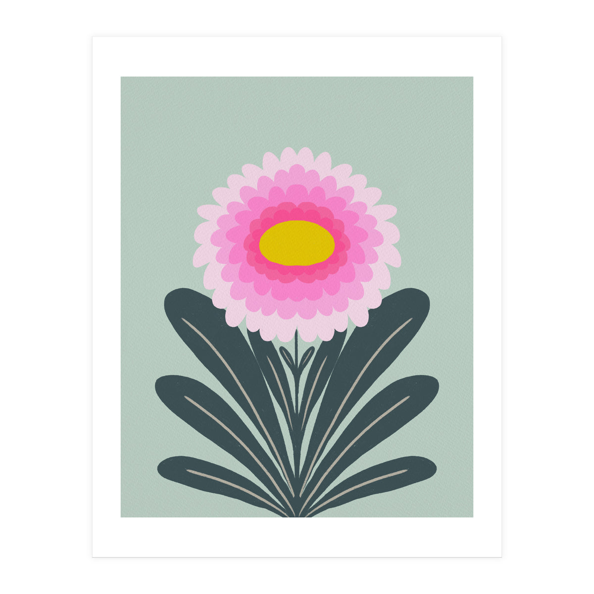Chrysanthemum - turquoise and pink (Print Only)