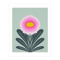 Chrysanthemum - turquoise and pink (Print Only)