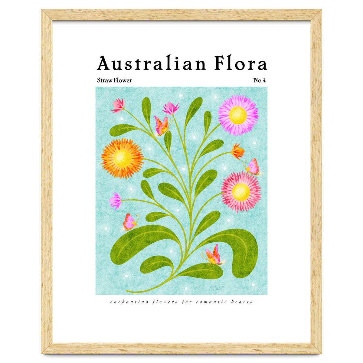 Australian Flora: Straw Flower