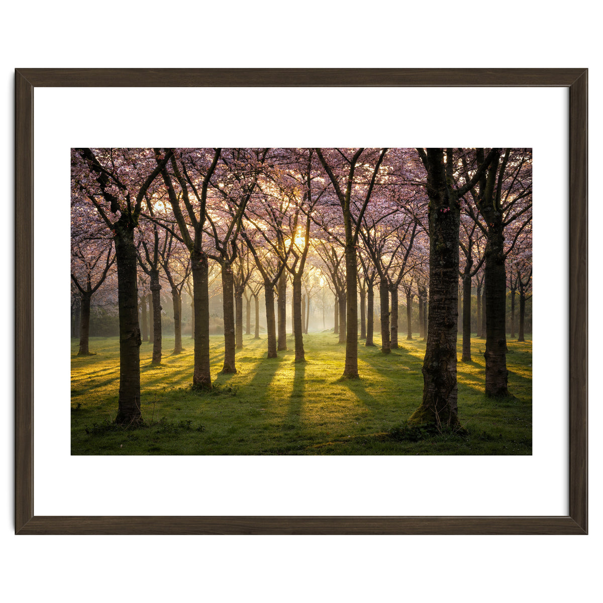 Blooming cherry trees in soft morning light