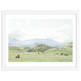Relaxing horses on a sunny day calm field - Iceland thumbnail