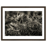 Rosemary Plant thumbnail