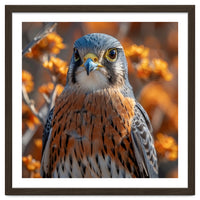 Close Up Of A Kestrel Bird Of Prey