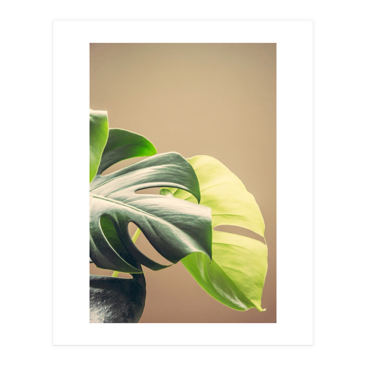 Dark And Light (Print Only)