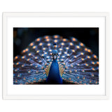 Close Up Peacock Showing Its Beautiful Feathers thumbnail