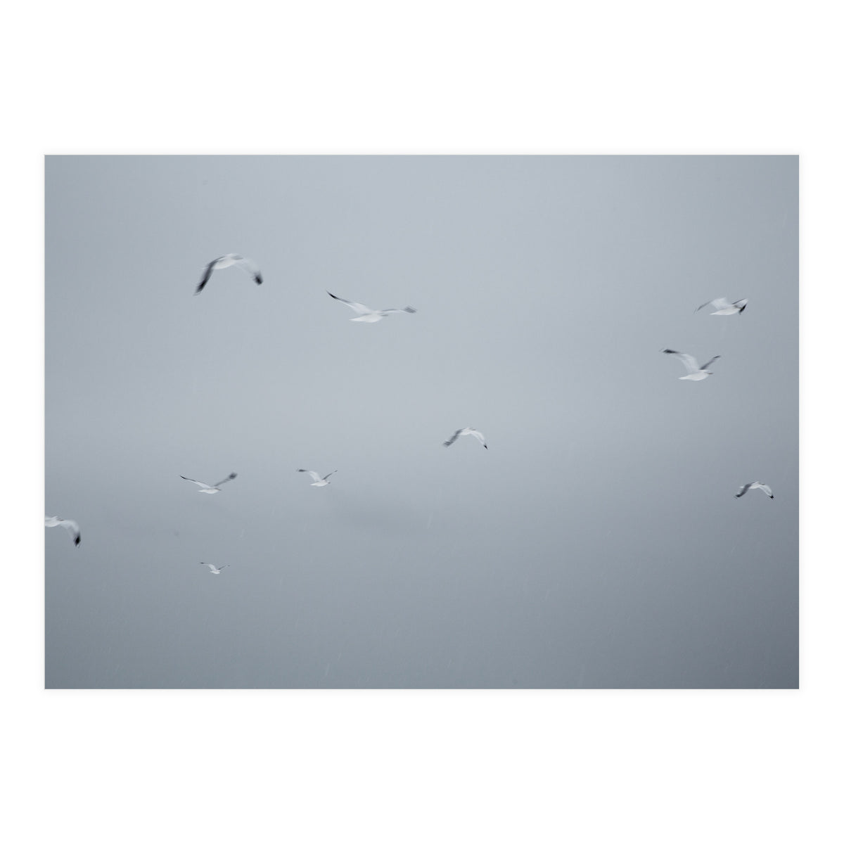 Flying seagulls in the winter sky (Print Only)