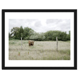 Cow in the farm thumbnail
