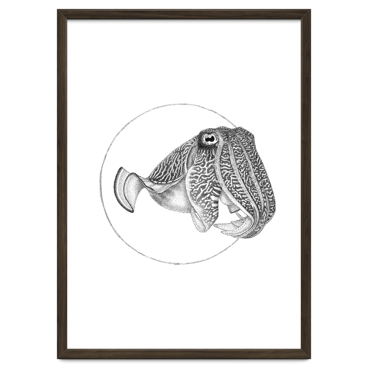 The Fascinating Cuttlefish