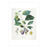 Henri-Louis Duhamel du Monceau – Prune Bifère (1808–1835) (Print Only) thumbnail