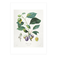 Henri-Louis Duhamel du Monceau – Prune Bifère (1808–1835) (Print Only)