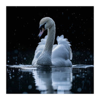 Majestic Swan Swimming In Dark Water (Print Only)