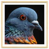 Close Up Of A Pigeon Bird thumbnail
