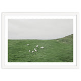 A flock of Sheep in the Green Hill - Iceland thumbnail