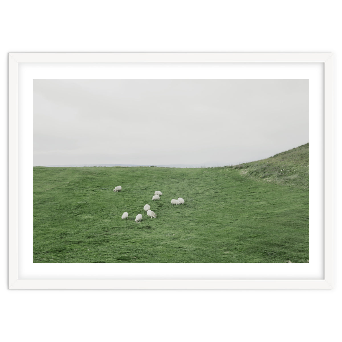 A flock of Sheep in the Green Hill - Iceland