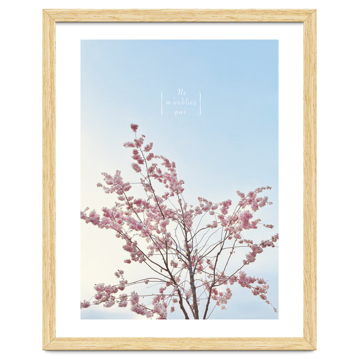 Sakura - cherry blossom