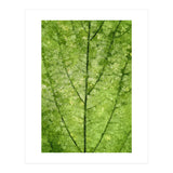 Nature Veins (Print Only) thumbnail