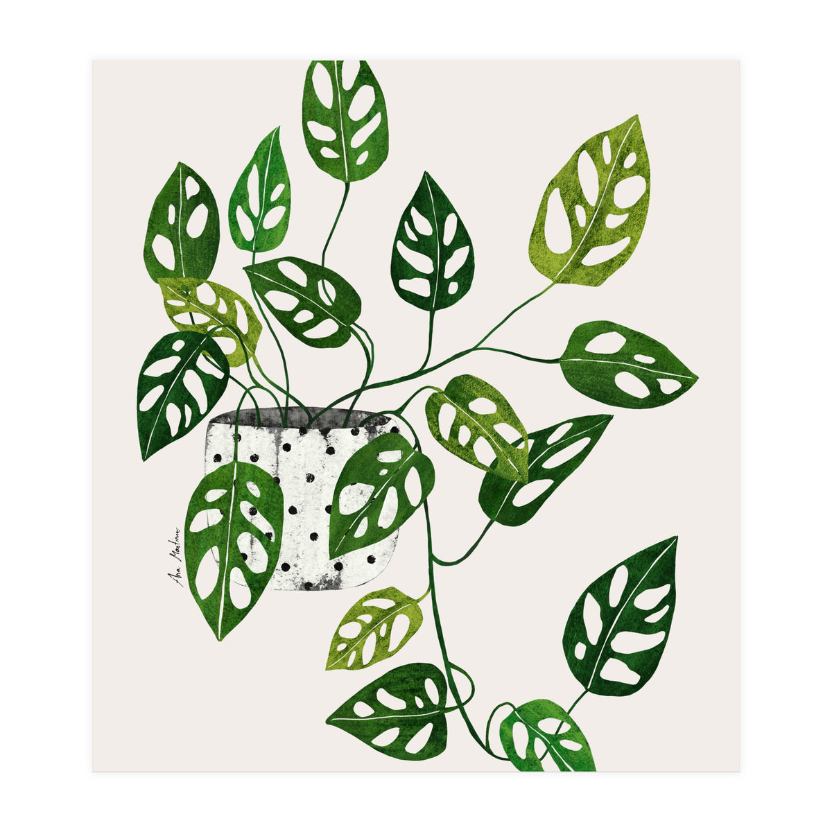 Monstera Obliqua Plant (Print Only)