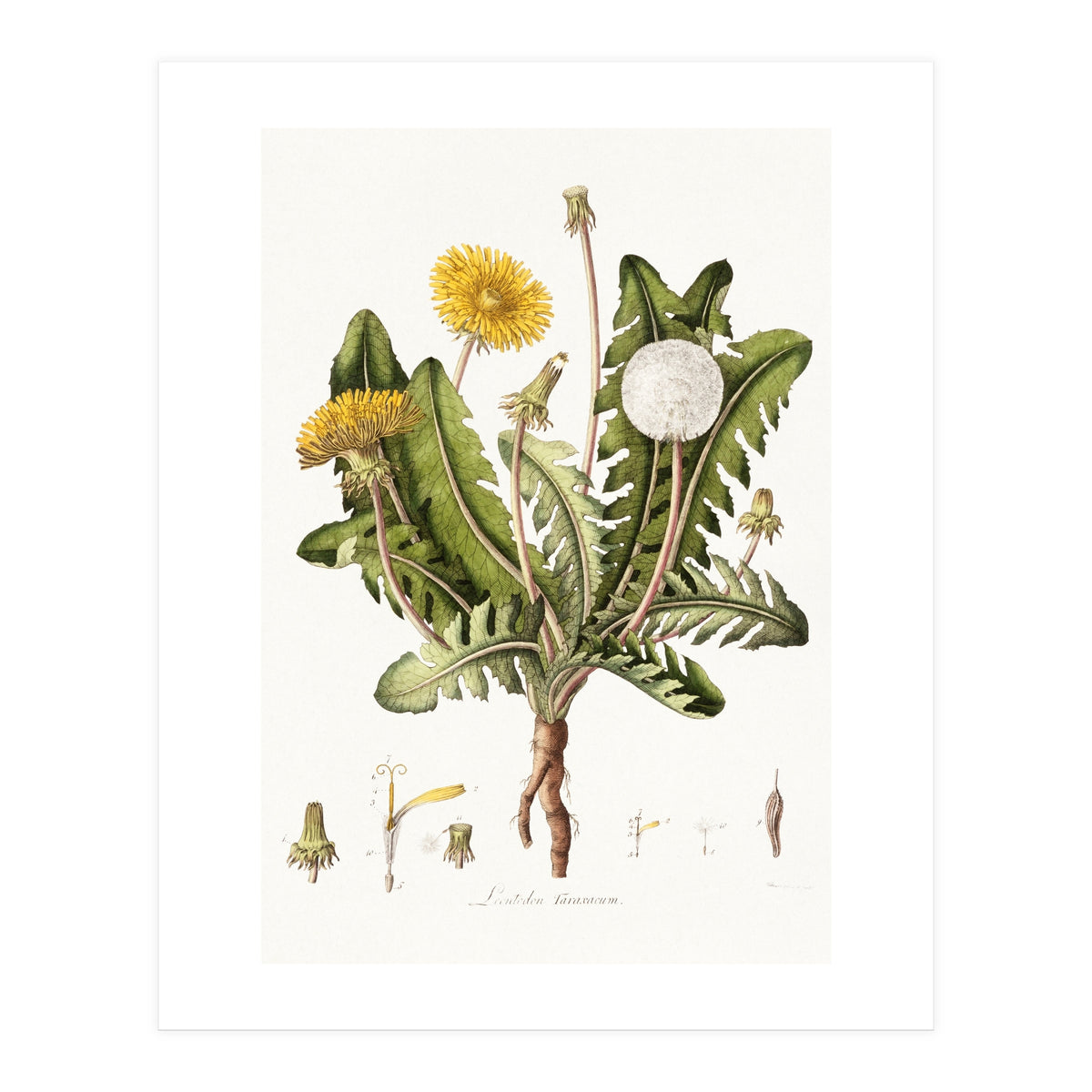 William Curtis – Dandelion (1777–1798) (Print Only)