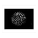 Backyard Flowers In Black And White No 68 with Border (Print Only) thumbnail