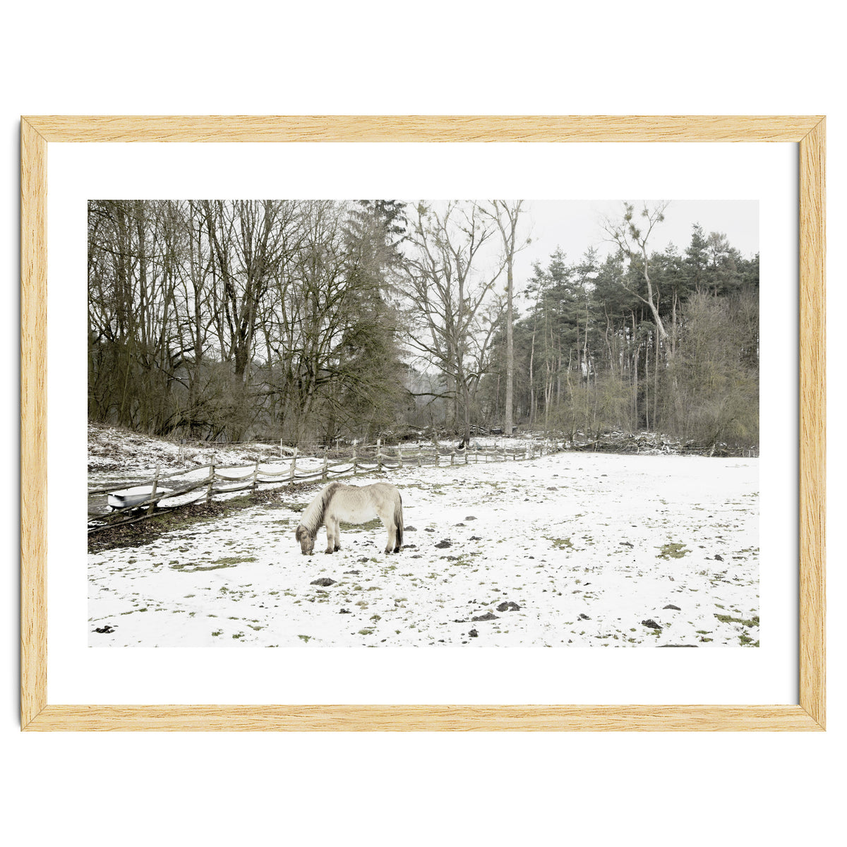 White horse in the snow field