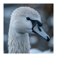 Close Up Of A Swan Head Covered In Water Droplets (Print Only)