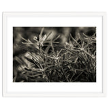 Rosemary Plant thumbnail