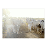 LIVING TOGETHER - WHITE COWS FAMILY (Print Only)