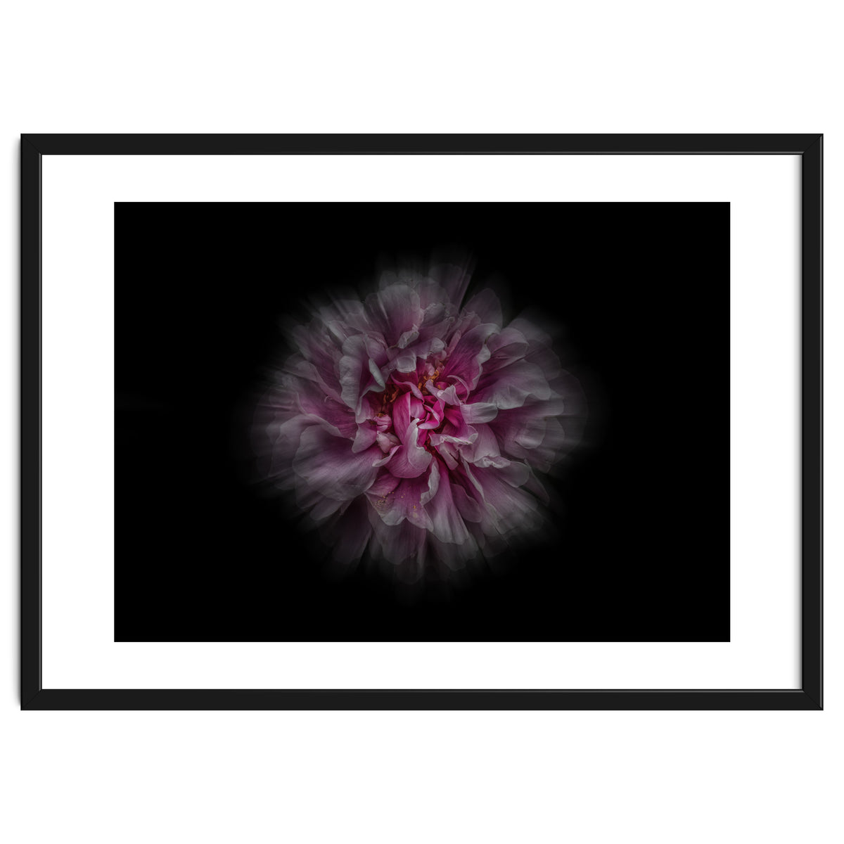 Backyard Flowers No 116 Color Flow Version