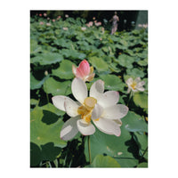 Hylas (Print Only)