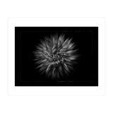 Backyard Flowers In Black And White No 20 Flow Version with Border (Print Only) thumbnail