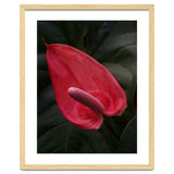 Red Anthurium Flower thumbnail