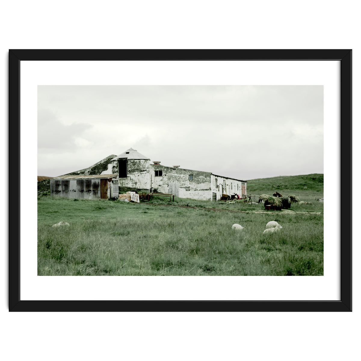 Sheep with a farmhouse - Iceland