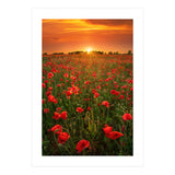 Poppies At Sunset (Print Only) thumbnail