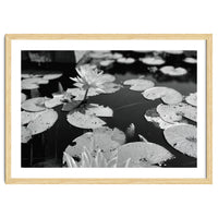 Lotus Pond | Black & White Landscape