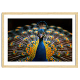 Close Up Peacock Displaying Its Feathers thumbnail