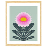 Chrysanthemum - turquoise and pink thumbnail