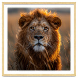 Majestic Lion Face In Golden Hour Sunlight thumbnail