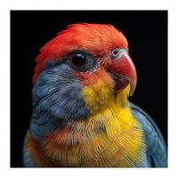 Close Up Colorful Parrot Portrait Vivid Plumage (Print Only)